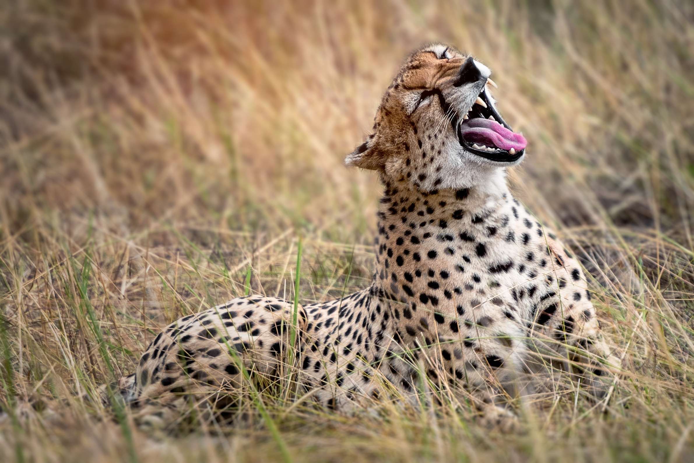 Tanzania wildlife safari packages