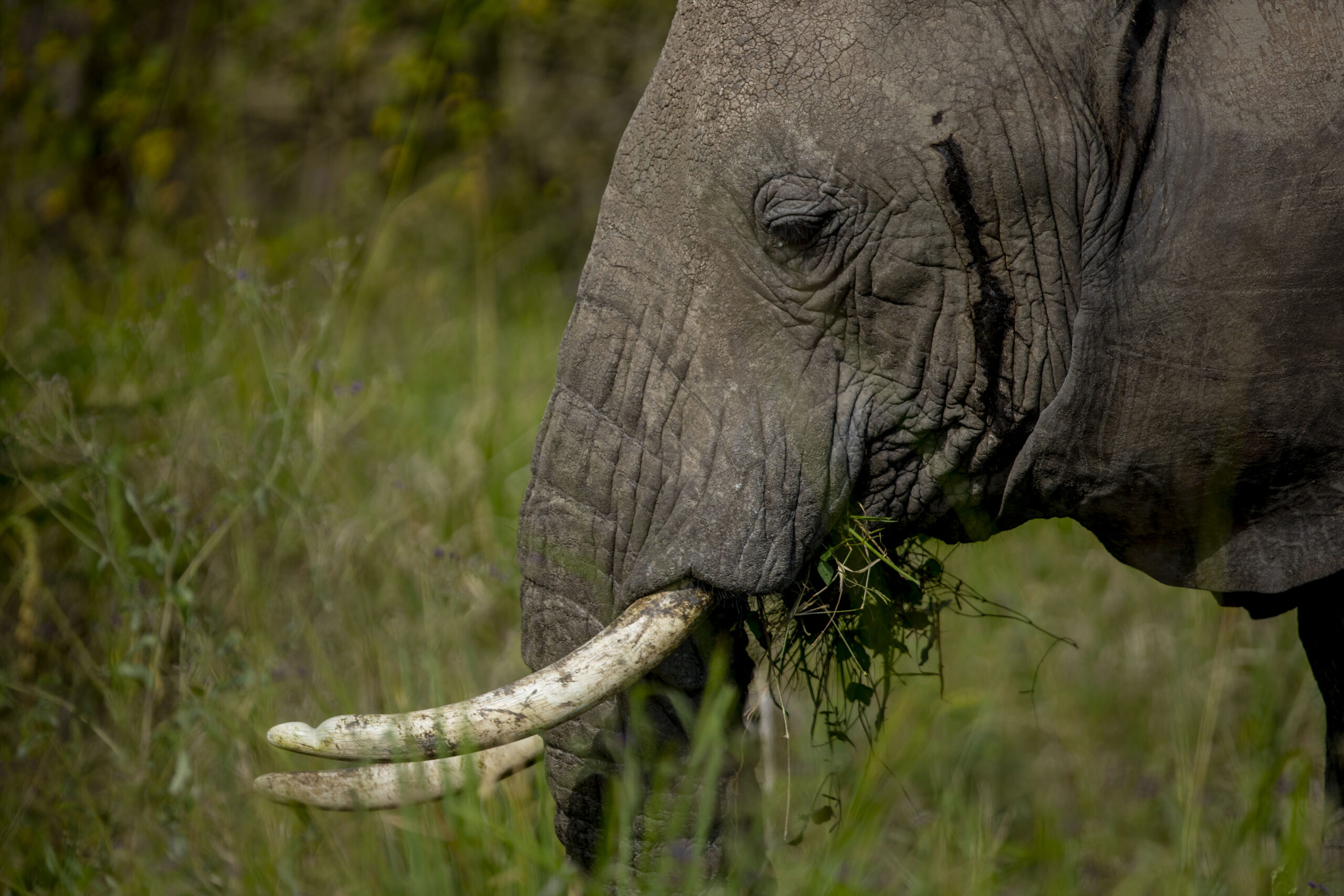 Tanzania wildlife safari packages