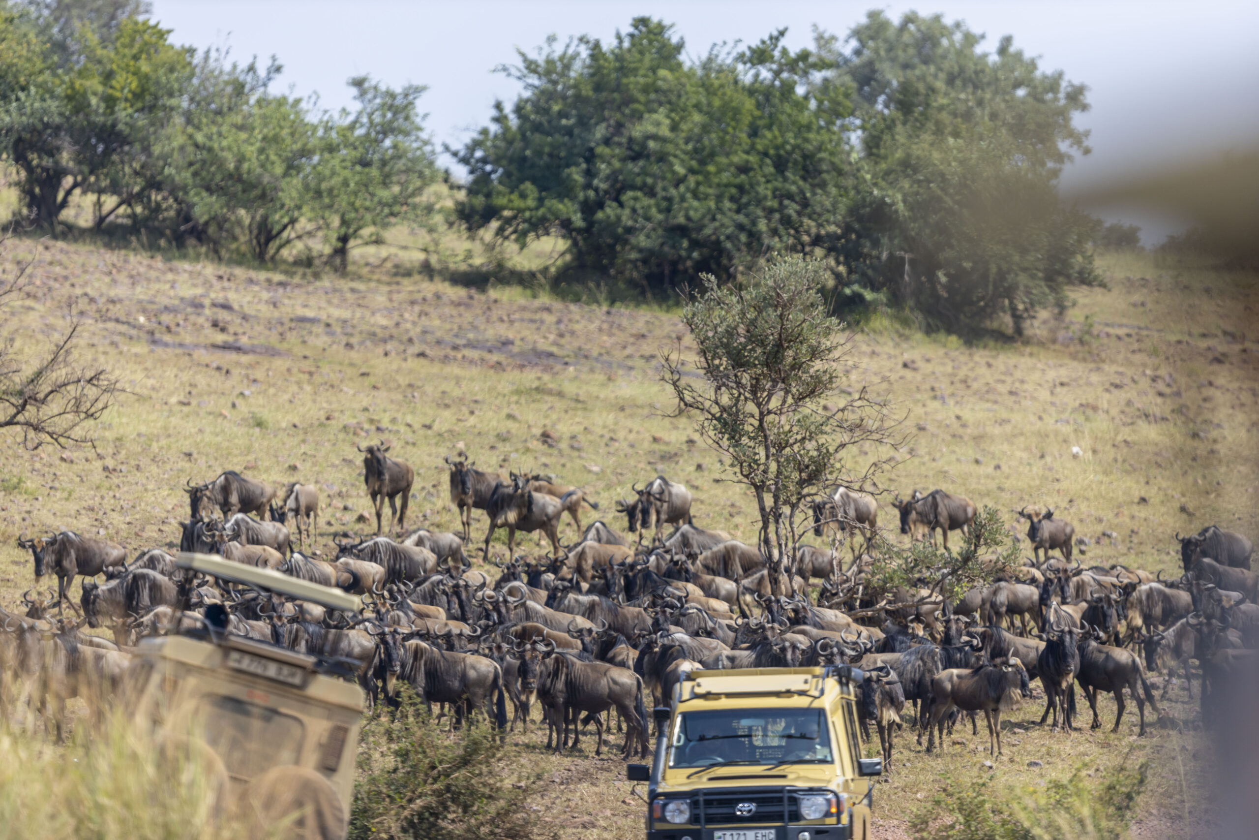 Great Migration Safari Packages in Tanzania